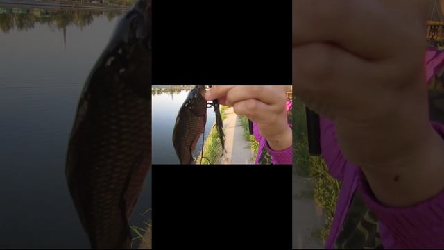 КАРАСЬ С ГРЕБНОГО КАНАЛА!!! РЫБАЛКА В АСТАНЕ 2023. #рыбалка #казахстан #карась #shorts смотреть онлайн