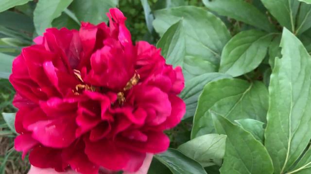 Paeonia Valkyrie (74H120-2) (Seidl"s seedling) смотреть онлайн
