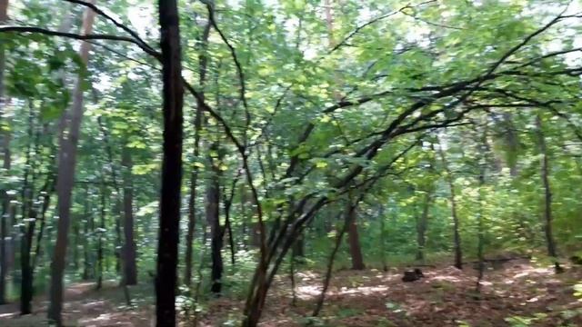 11.06.21 тольятти лесопарковая зона, прогулка под дождем!!! смотреть онлайн