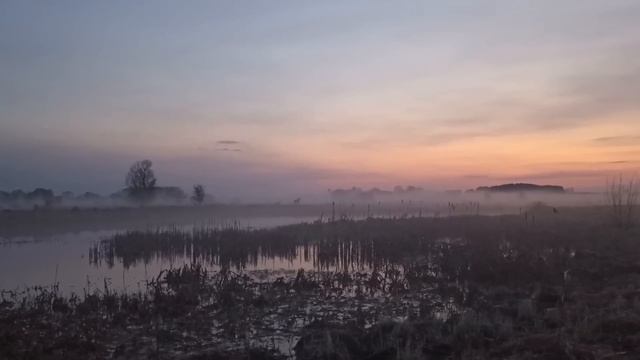 ВЕСЕННЯЯ ОХОТА С ПОДСАДНОЙ УТКОЙ 2023. Вышли 2 лося в тумане!