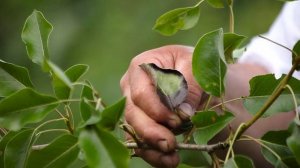 ЭФФЕКТИВНЫЙ метод борьбы с РЖАВЧИНОЙ на груше