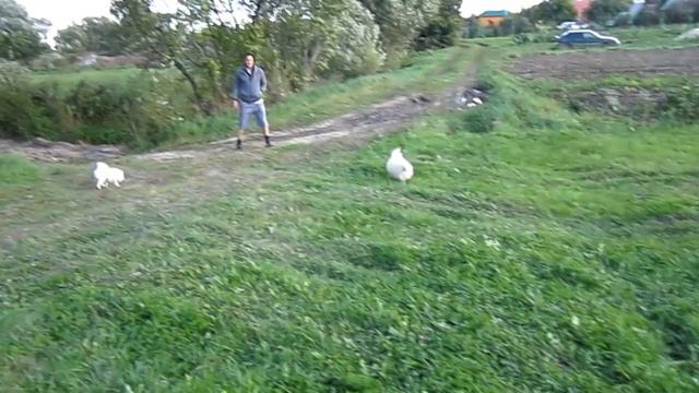 Белый шпиц. Щенки. Вязки. Питомник СЕКРЕТЫ ВИКТОРИИ смотреть онлайн