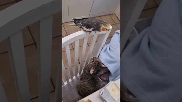 Попугай и Кошка играю и пытаются подружиться. Они хорошие и весело живут. смотреть онлайн