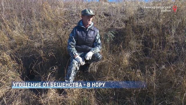 Сьедобная вакцинация: как диких животных защищают от бешенства