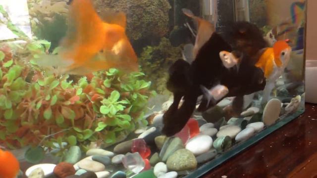 Аквариумистика