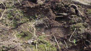 Как избавиться от мха в теплице