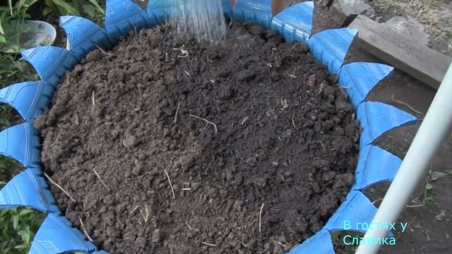 Клумба.Высадка Петунии в Открытый Грунт.Петуния. смотреть онлайн