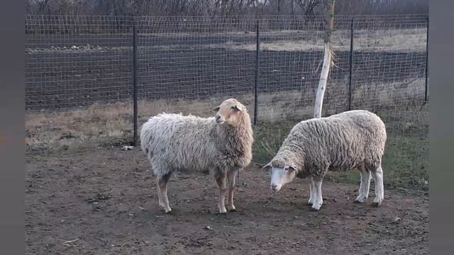 Эх как же хорошо в деревне))). смотреть онлайн