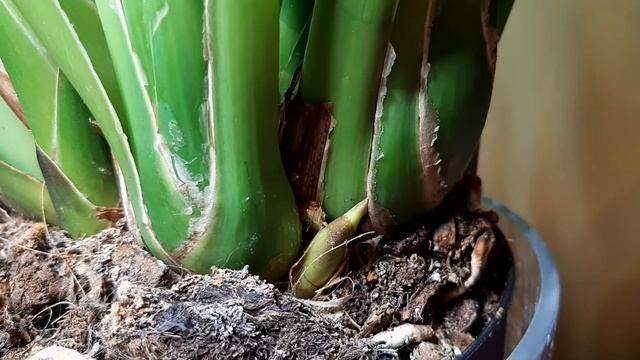 Король орхидей Цимбидиум Cymbidium. Коллекция пополняется