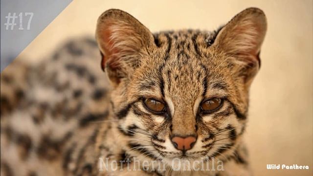 All Wild Cat Species || All Species Of Cat Family(Felidae)