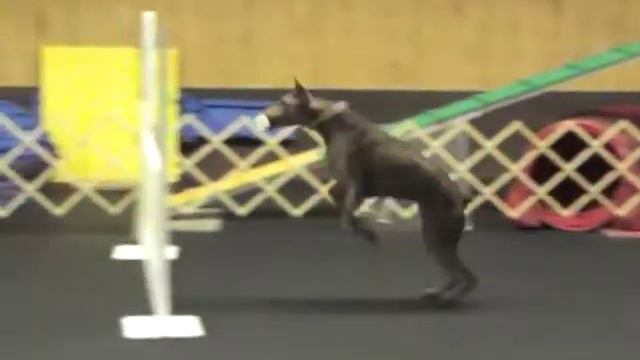 Doberman chopper practicing open NO:4 смотреть онлайн