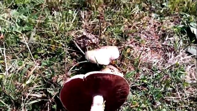 На поиски грибов к дольменам. Часть 2. смотреть онлайн