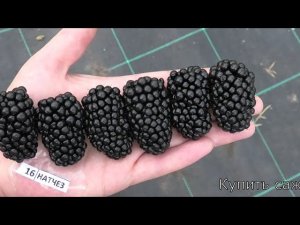 ежевика сортов НАТЧЕЗ и ГАЙ