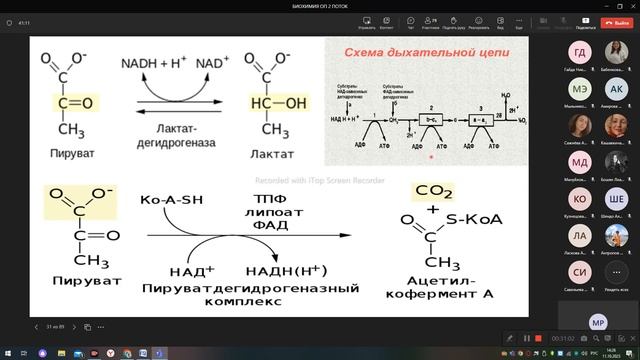 Биохимия. Анаэробный гликолиз. ПФШ. смотреть онлайн