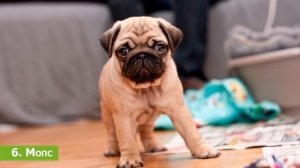 10 САМЫХ ДОБРЫХ ПОРОД СОБАК