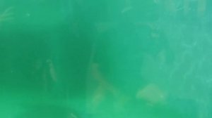 Морж плавает