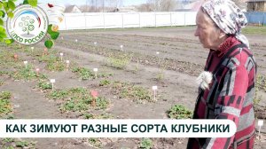 Как зимуют разные сорта клубники. Уход за клубникой весной.