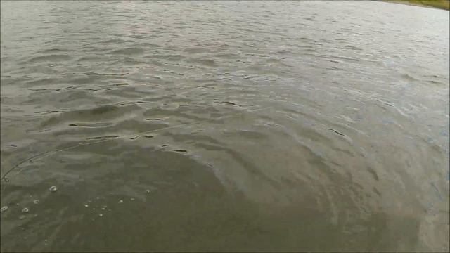 Щука, Иртыш, 66-й км, Семипалатинск, август 2018 год смотреть онлайн