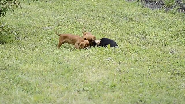 малыши кавалеры из питомника Русский Джекпот смотреть онлайн