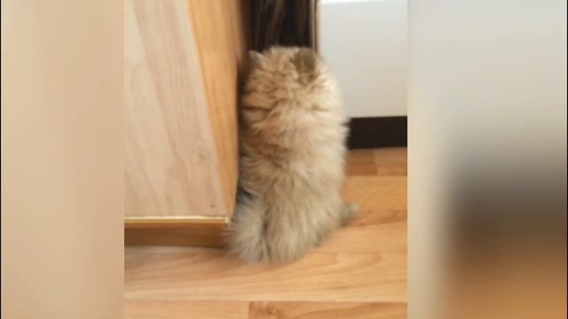 Когда Бася Шпиц была крошечным щеночком! смотреть онлайн