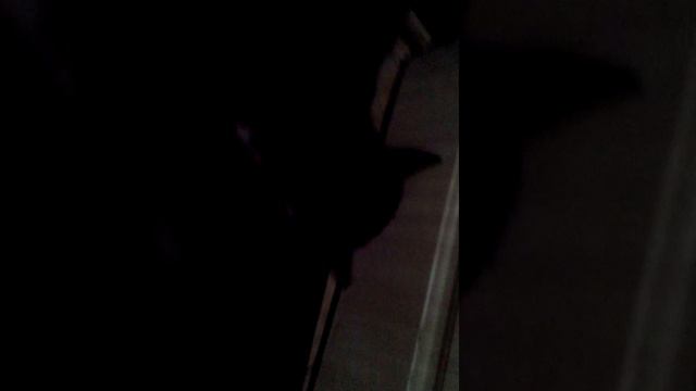 кот жрет рыбу как псих смотреть онлайн