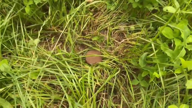 ДААА! Нашёл её на старом ХУТОРЕ! #металлоискатель #копмонет #клад смотреть онлайн