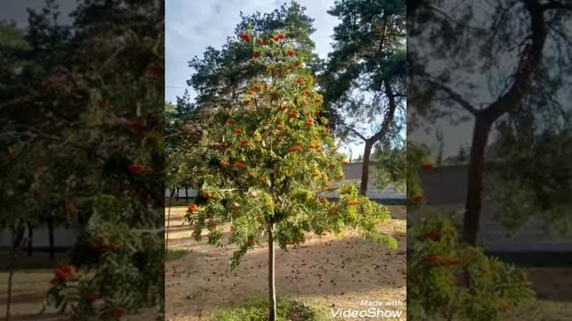 Рябиновые бусы смотреть онлайн