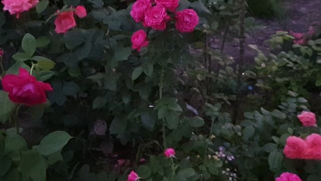 Мои розы в жаркий летний вечер. Светлые смотрятся потрясающе! смотреть онлайн