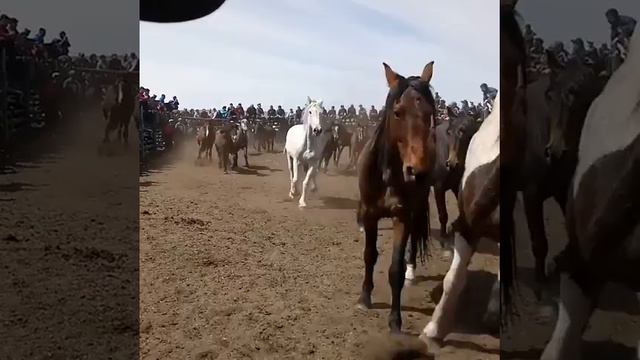 В Бурятии «День табунщика» отмечают конным «Родео» смотреть онлайн