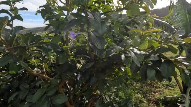 Что такое гуава и с чем её едят!? смотреть онлайн