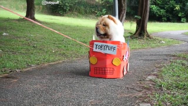 CHOW CHOW TOBYPUFF AND HIS VERY SPECIAL CAR!! смотреть онлайн