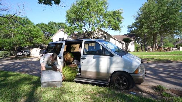 Get Sago Palms For Free! Transplanting, Care Tips, and Propagation! How To & Tutorial Cycas revolut смотреть онлайн