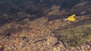 Как окунь клюет на малька?