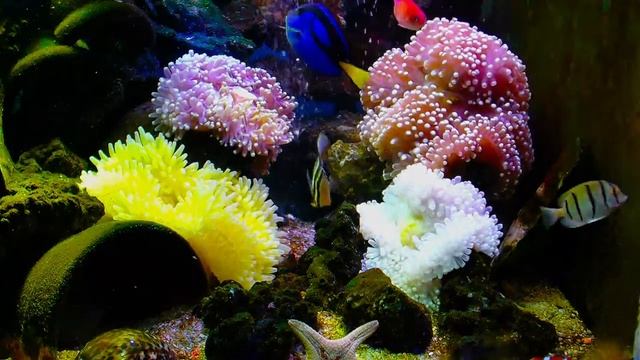 「Real pictures and relaxing music bring you j oy. at this time.real life Marine fish tanks in the h смотреть онлайн