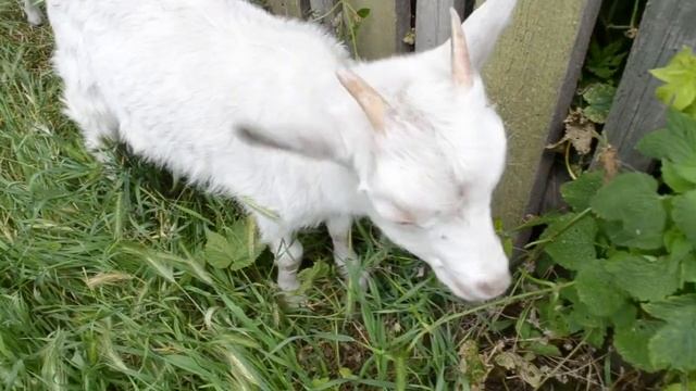 Белый козленок смотреть онлайн