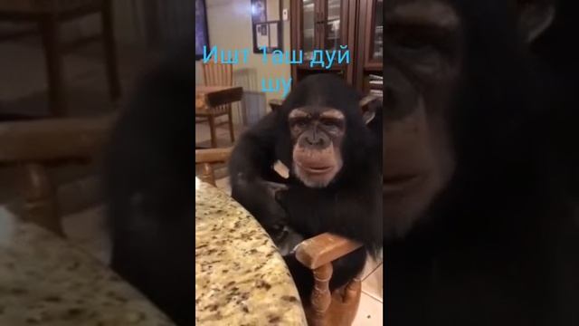 обезьяны кушает дома смотреть онлайн