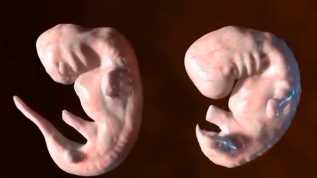 эмбриогенез человека и дельфина смотреть онлайн