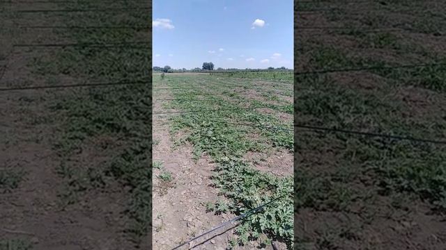 Защита арбуза от ворон смотреть онлайн