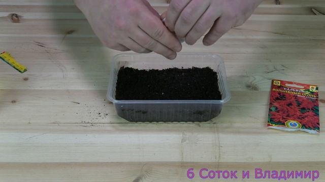 Как посеять САЛЬВИЮ САМЫЙ ЛУЧШИЙ СПОСОБ смотреть онлайн