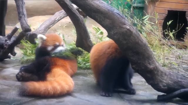 Это Вам не Енот! Маленький, хитрый и очень сильный зверь! Кошачий медведь истинный мастер маскировк смотреть онлайн