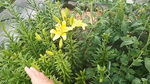 Проведём обзор посадок в теплицах.