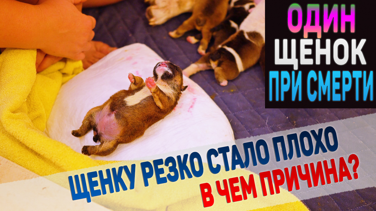 Одному щенку резко стало плохо! смотреть онлайн