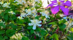 Клематис Пол Ферджес?