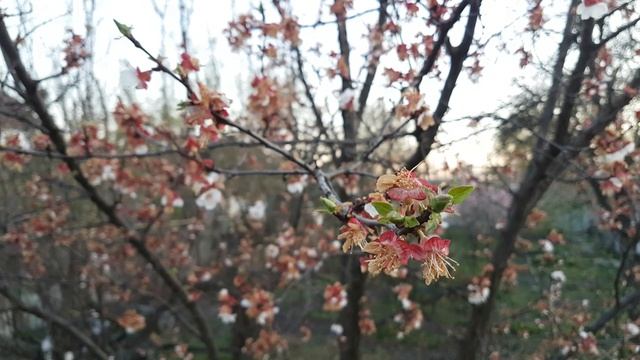 ВТОРАЯ ОБРАБОТКА АБРИКОСА смотреть онлайн