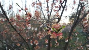 ВТОРАЯ ОБРАБОТКА АБРИКОСА