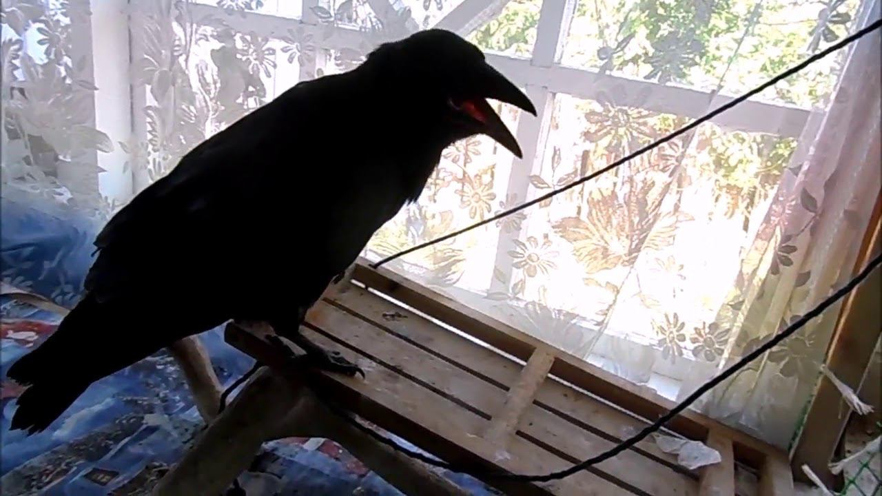 О театре и доверчивой публике. (Из тайных бесед с Мардуком). смотреть онлайн