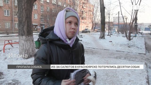 «Начался салют, а ее нет»: в Красноярске собаки массово сбегают от хозяев из-за фейерверков смотреть онлайн