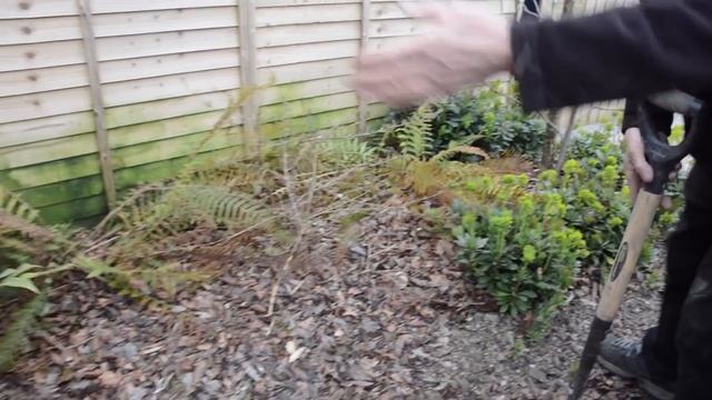Two Very Different Euphorbias and What They Do смотреть онлайн