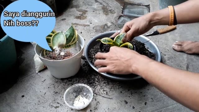 Pisah Anakan Sansevieria Twister Tsunami  #sansevieria #lidahmertua #snakeplants