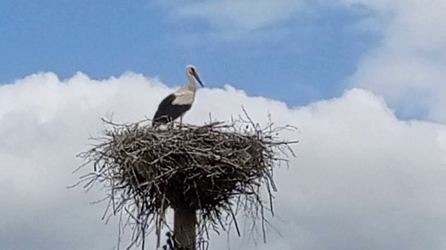 Аисты в Можайске 02 (2021.06.06_10:22:06)